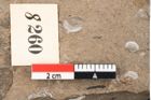 Foto (Detailansicht) von Pinus palaeostrobus Ettingshausen (NHMW-GEO-2024-0188-8260)